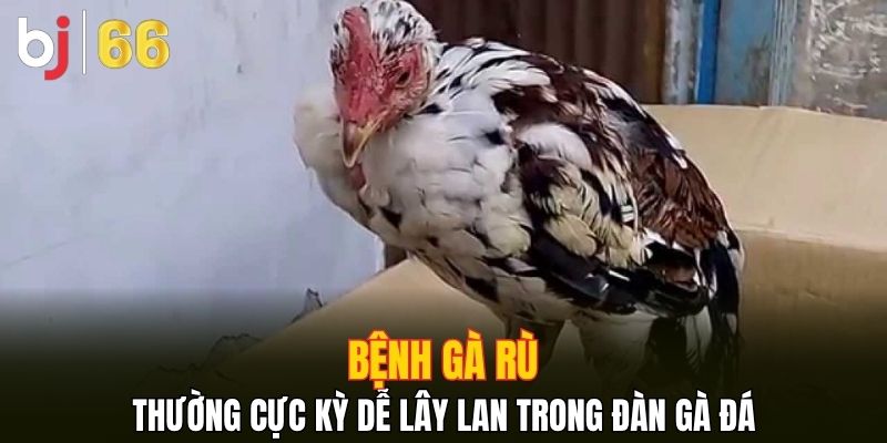 Bệnh gà rù thường cực kỳ dễ lây lan trong đàn gà đá