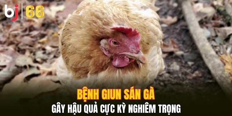 Bệnh giun sán gà gây hậu quả cực kỳ nghiêm trọng