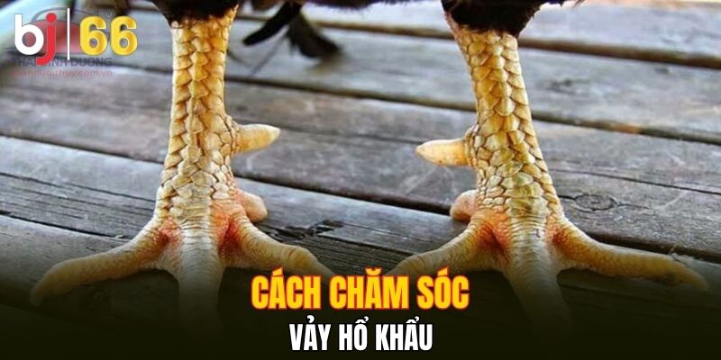 Cách chăm sóc vảy hổ khẩu 