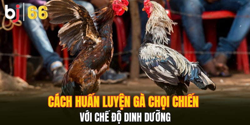 Cách huấn luyện gà chọi chiến với chế độ dinh dưỡng