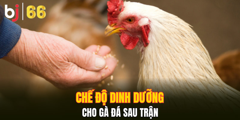 Chế độ dinh dưỡng cho gà đá sau trận
