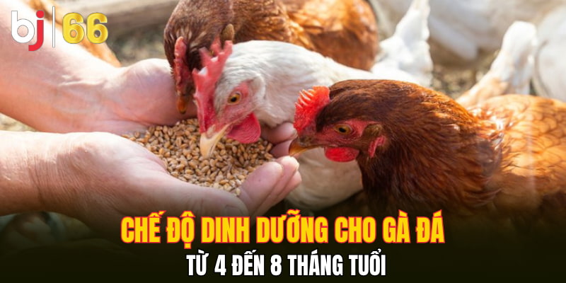 Chế độ dinh dưỡng cho gà đá từ 4 đến 8 tháng tuổi