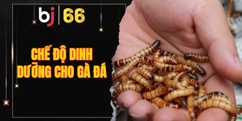 chế độ dinh dưỡng cho gà đá