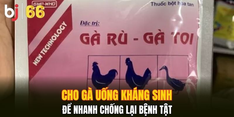 Cho gà uống kháng sinh để nhanh chống lại bệnh tật