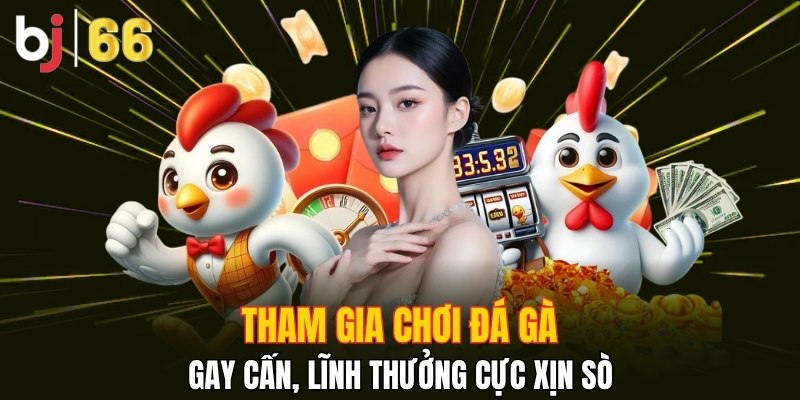 Xem đấu kê đầy máu lửa tại nhà cái 