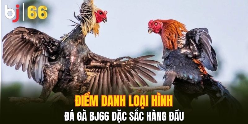 Điểm danh loại hình đá gà Bj66 đặc sắc hàng đầu 
