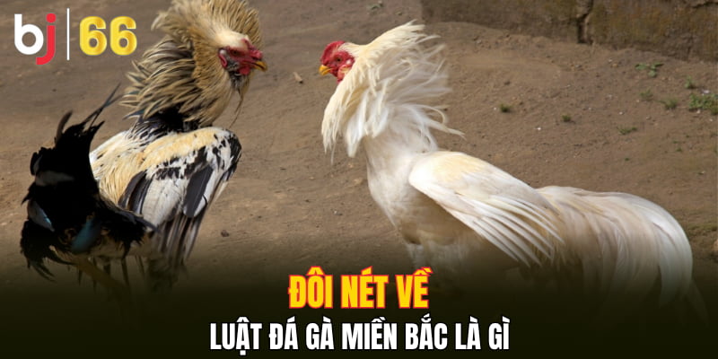 Đôi nét về luật đá gà miền Bắc là gì