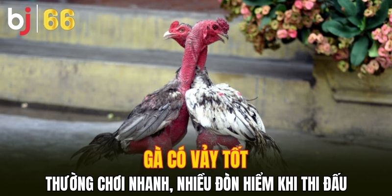 Gà có vảy tốt thường chơi nhanh, nhiều đòn hiểm khi thi đấu