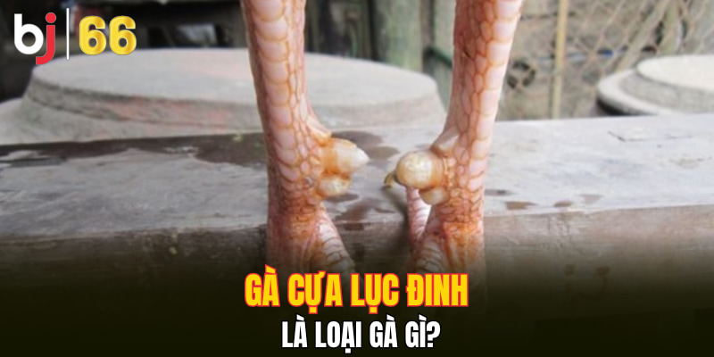 Gà Cựa Lục Đinh là loại gà gì?