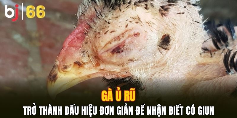 Gà ủ rũ trở thành dấu hiệu đơn giản để nhận biết có giun