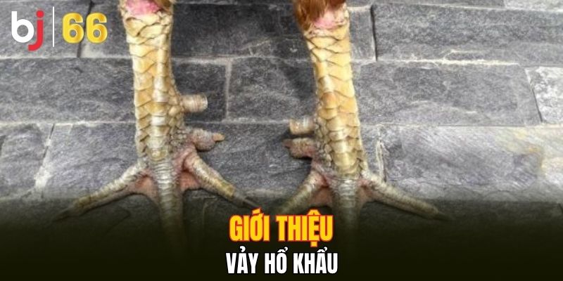 Giới thiệu vảy hổ khẩu 