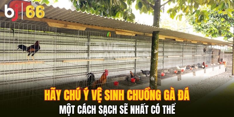 Hãy chú ý vệ sinh chuồng gà đá một cách sạch sẽ nhất có thể