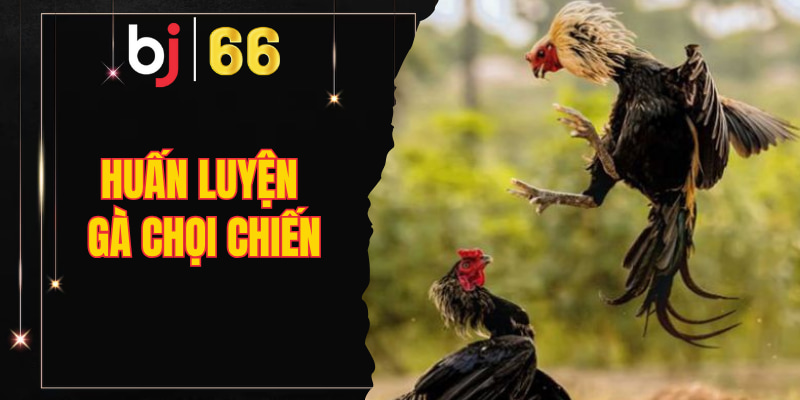 Huấn luyện gà chọi chiến
