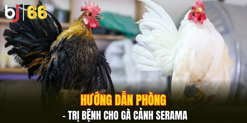 Hướng dẫn phòng - trị bệnh cho gà cảnh Serama