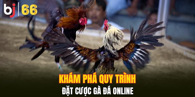 Khám phá quy trình đặt cược gà đá online