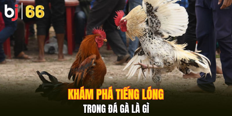 Khám phá tiếng lóng trong đá gà là gì