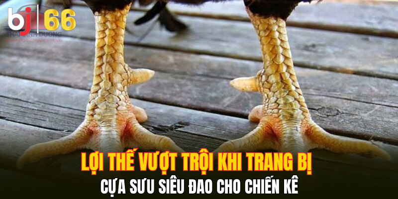 Lợi thế vượt trội khi trang bị Cựa Sưu Siêu Đao cho chiến kê
