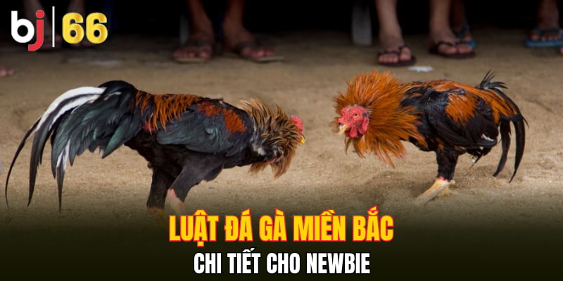Luật đá gà miền bắc chi tiết cho newbie