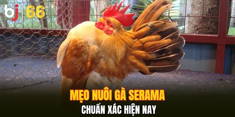 Mẹo nuôi gà Serama chuẩn xác hiện nay