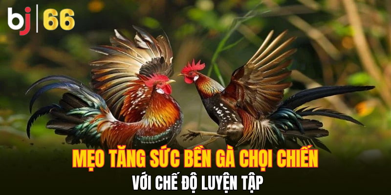 Mẹo tăng sức bền gà chọi chiến với chế độ luyện tập