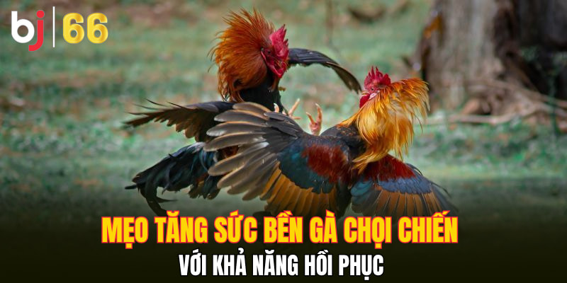 Mẹo tăng sức bền gà chọi chiến với khả năng hồi phục