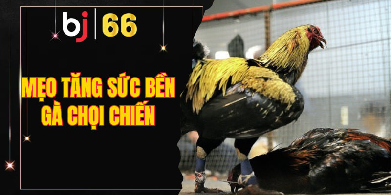 mẹo tăng sức bền gà chọi chiến