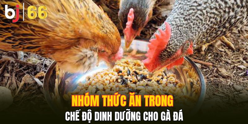 Nhóm thức ăn trong chế độ dinh dưỡng cho gà đá