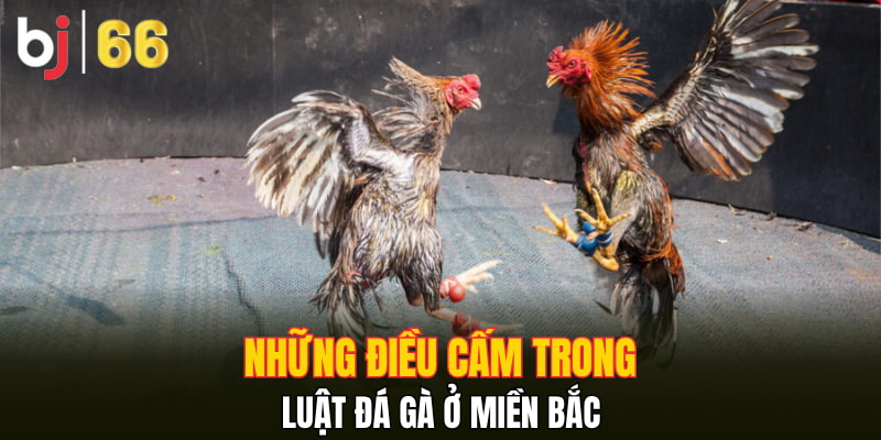 Những điều cấm trong luật đá gà ở miền Bắc