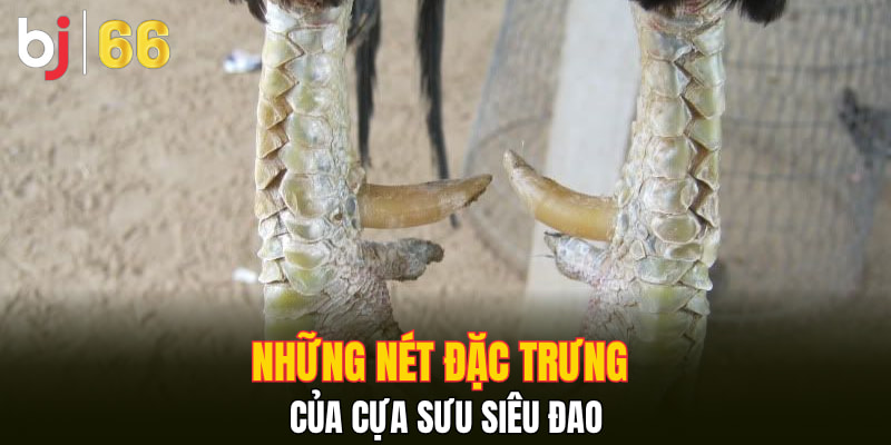 Những nét đặc trưng của Cựa Sưu Siêu Đao