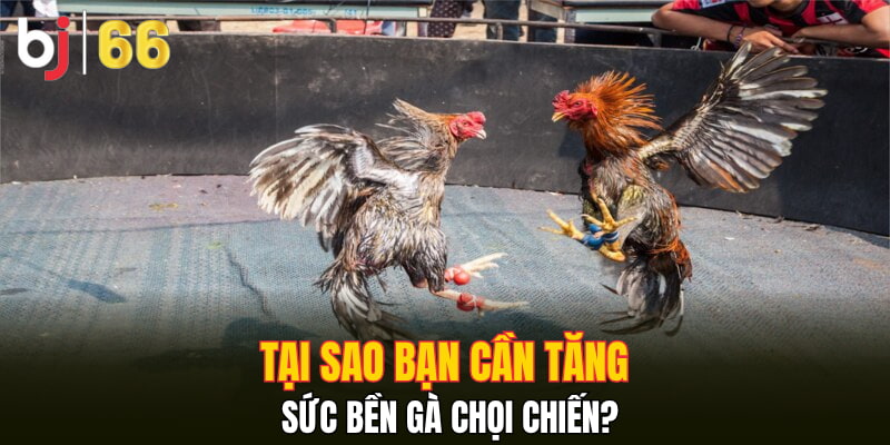 Tại sao bạn cần tăng sức bền gà chọi chiến?
