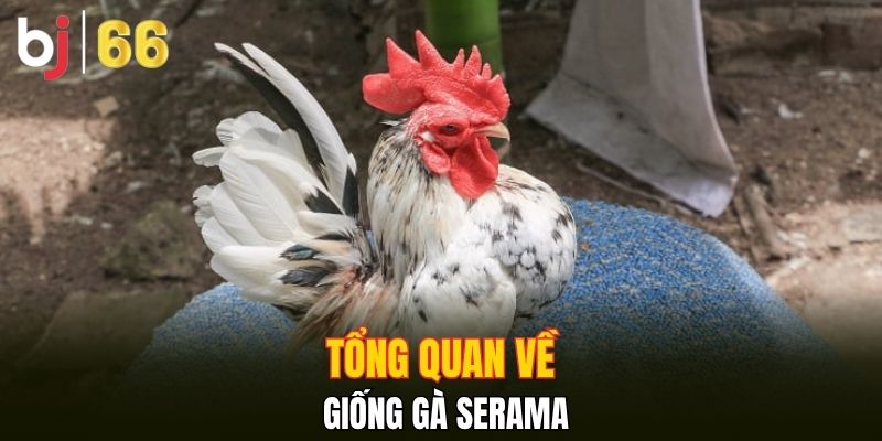 Tổng quan về giống gà Serama
