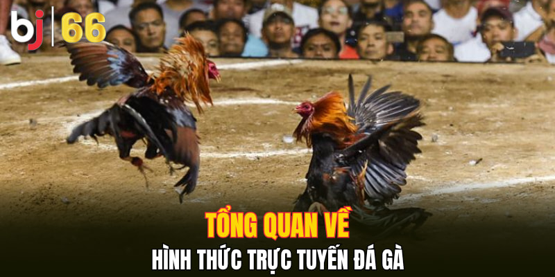 Tổng quan về hình thức trực tuyến đá gà