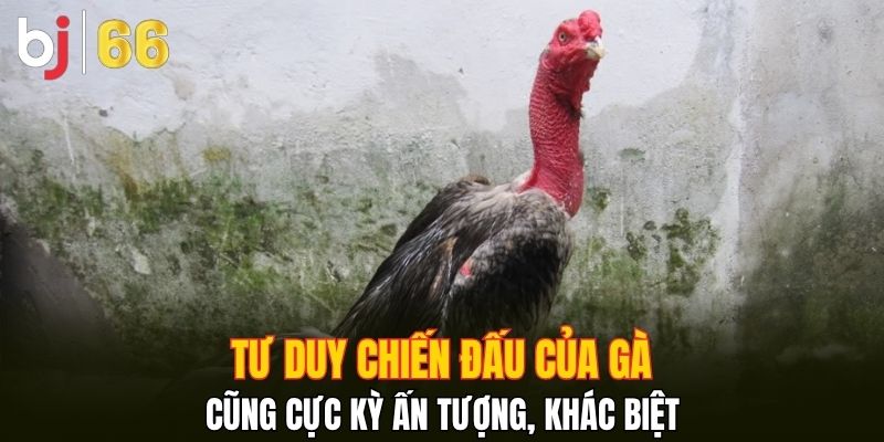Tư duy chiến đấu của gà cũng cực kỳ ấn tượng, khác biệt