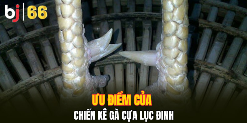 Ưu điểm của chiến kê gà Cựa Lục Đinh