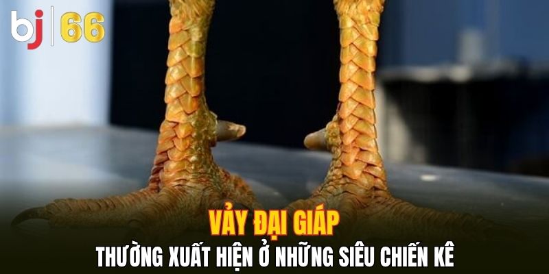 Vảy Đại Giáp thường xuất hiện ở những siêu chiến kê